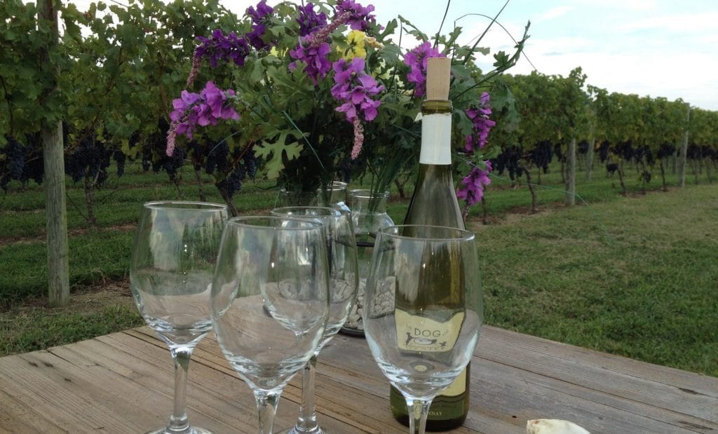 Wine glasses in vineyard on the Chesapeake Bay Wine Trail