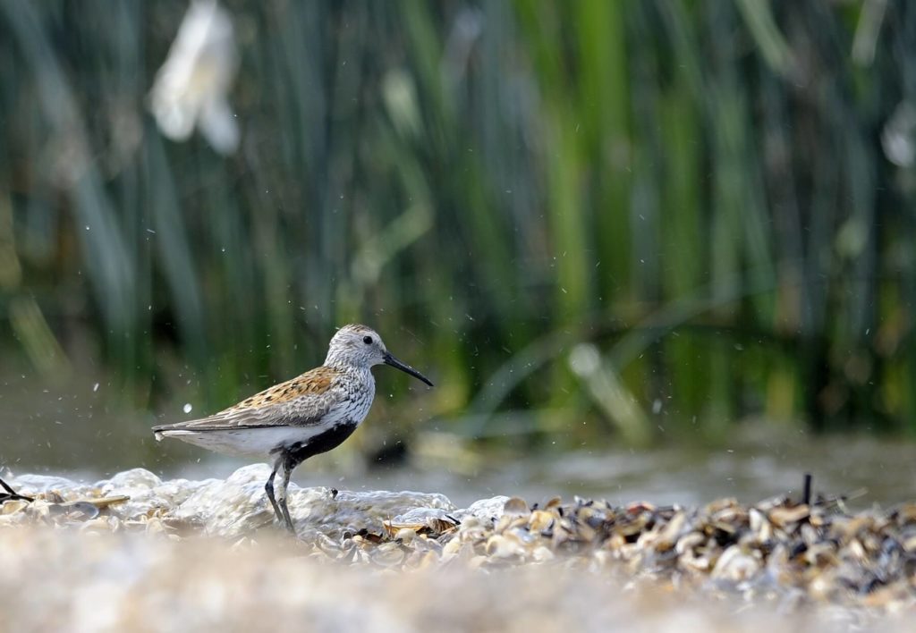 A bird at Dameron Marsh Natural Area Preserve