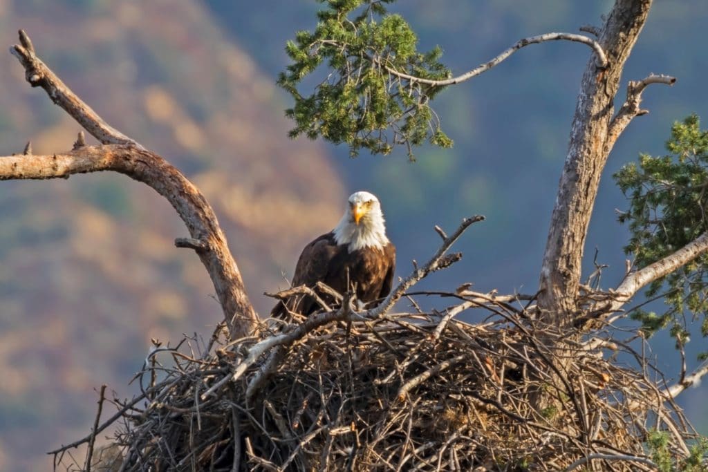 A bald eagle sitting on its nest at the Rappahannock River National Wildlife Refuge