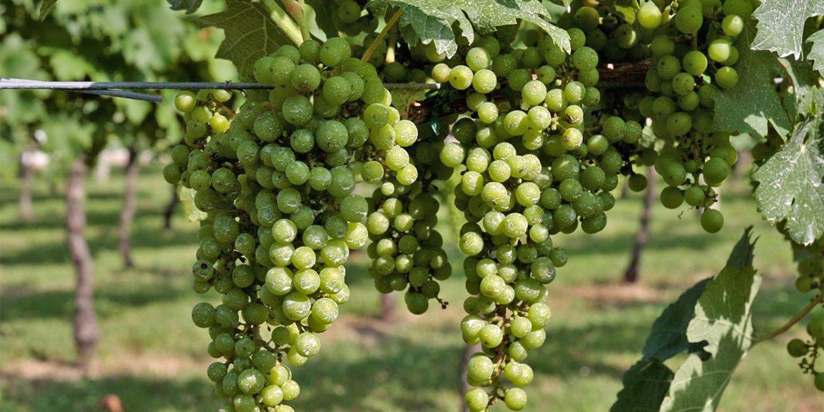 Explore the Chesapeake Bay Wine Trail in Virginia This summer - Hope ...
